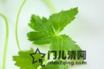 日本美食食材：鸭儿芹（三つ葉 みつば）