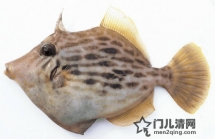 食材：马面鱼（皮剥 かわはぎ）